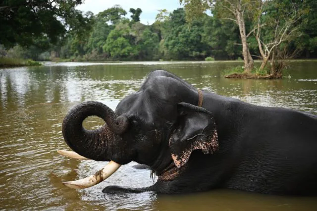 Dubare Elephant Camp Coorg