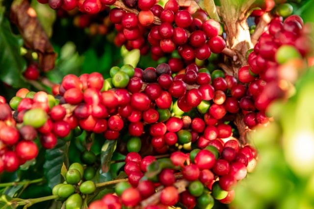 coffee plantations